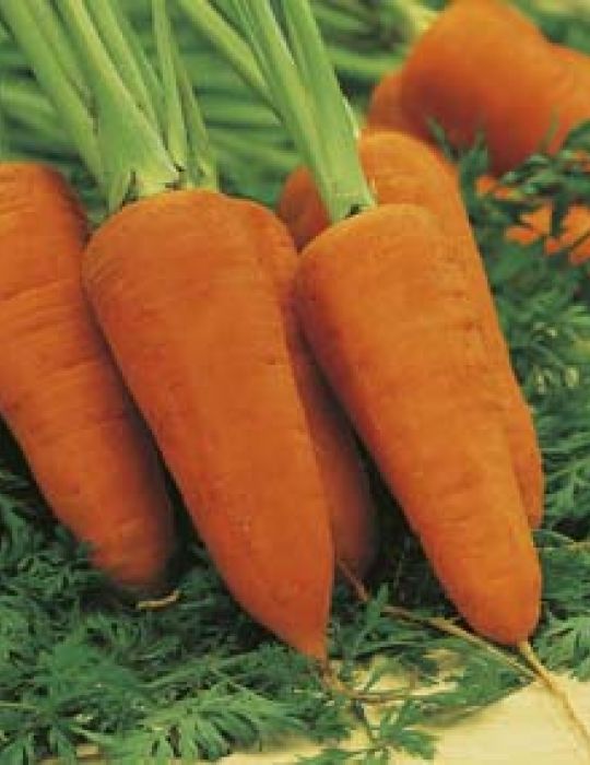 Carrot Chantenay Red Cored VALUE PACK