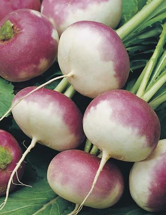 Turnip Early Purple