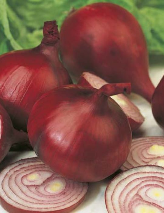 Onion Early Californian Red