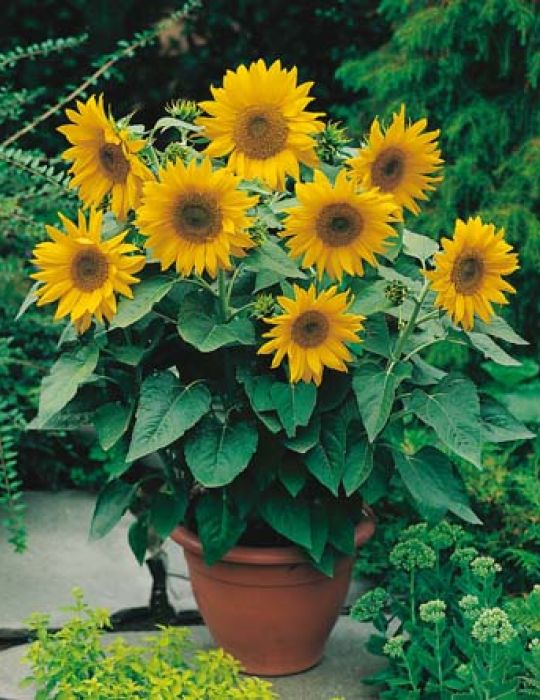 Sunflower Dwarf Sunsation
