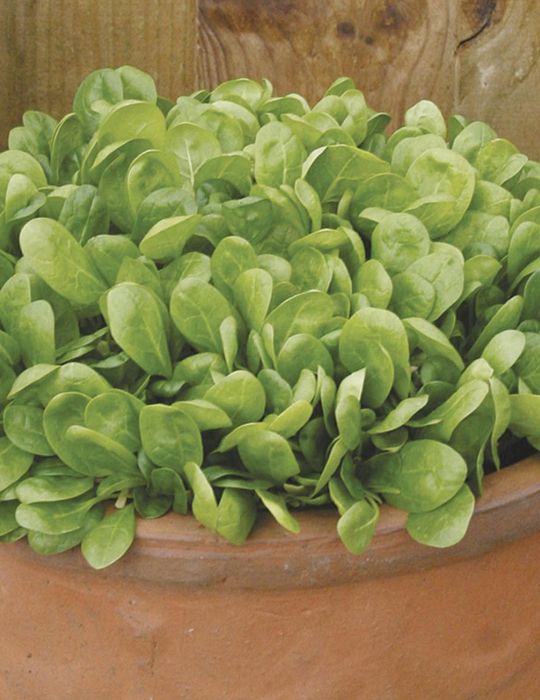Spinach Lazio F1 CONTAINER GARDEN (baby spinach)