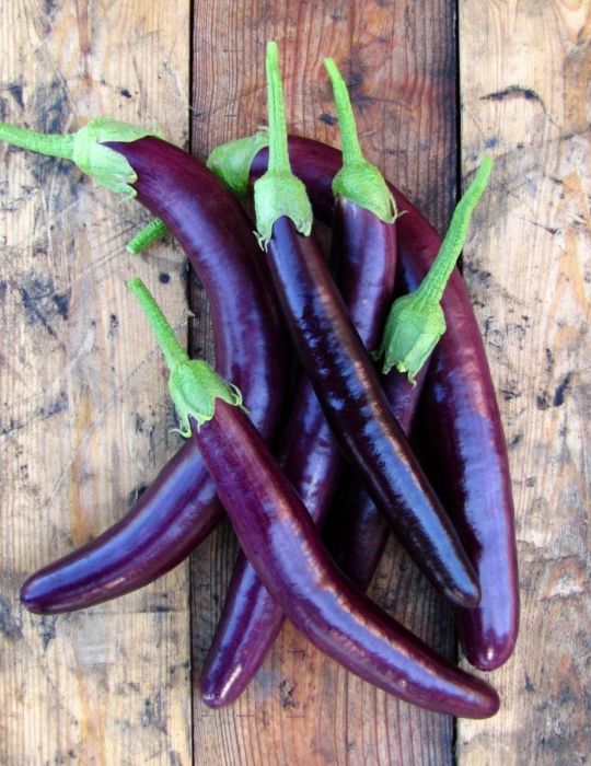 Eggplant Long Purple