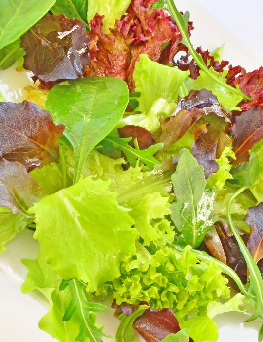 Mesclun Gourmet Salad 