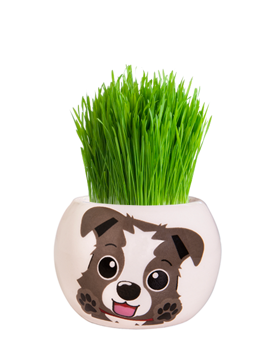 Grass Hair Kit - Puppies (Border Collie) 
