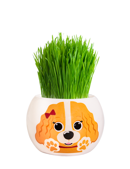 Grass Hair Kit - Puppies (Cavalier) 