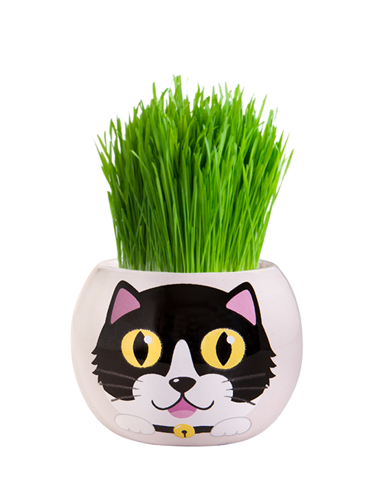 Grass Hair Kit - Kittens (Checkers) 