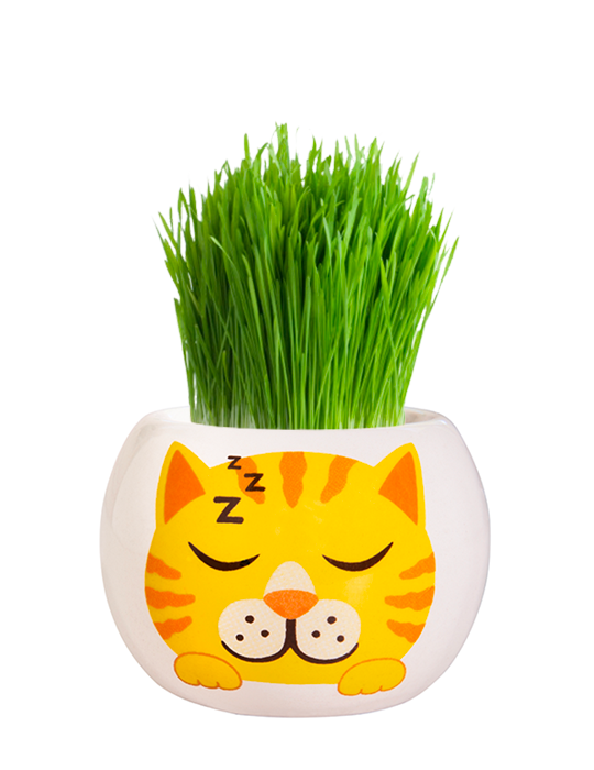 Grass Hair Kit - Kittens (Ginger) 