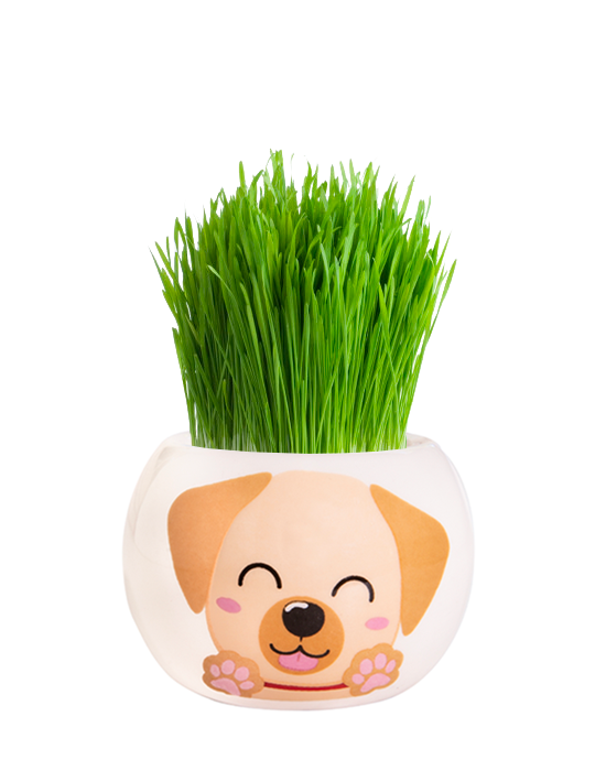Grass Hair Kit - Puppies (Labrador) 