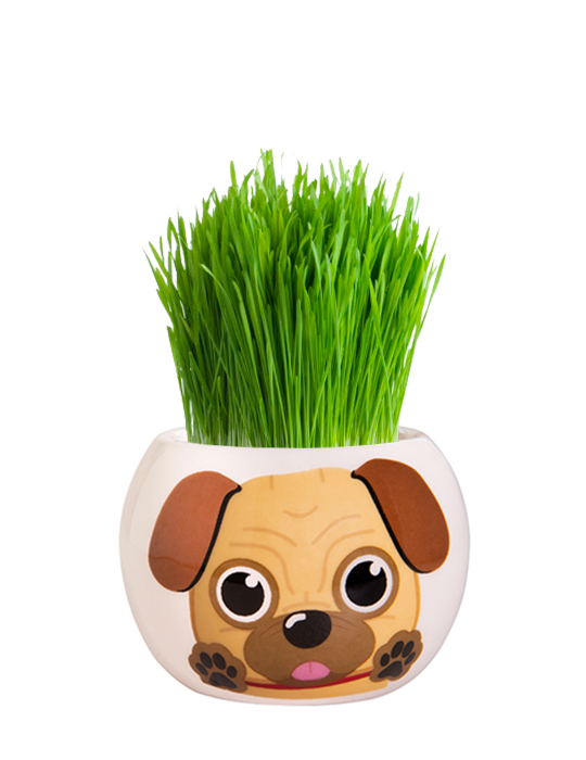 Grass Hair Kit - Puppies (Pug) 