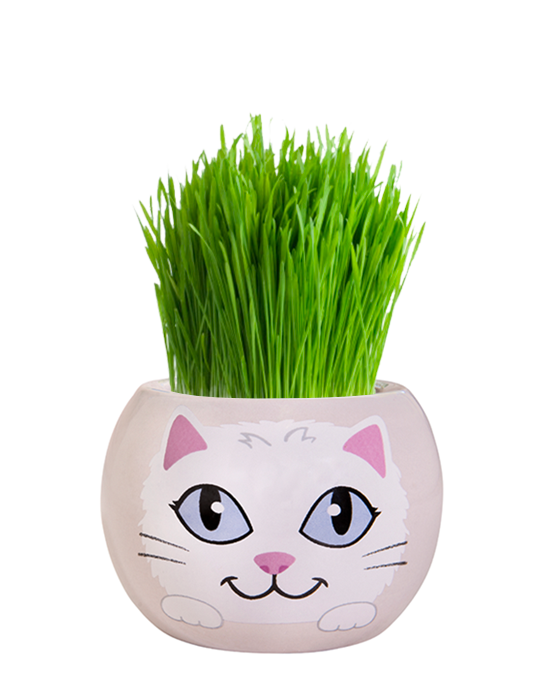 Grass Hair Kit - Kittens (Snowflake) 