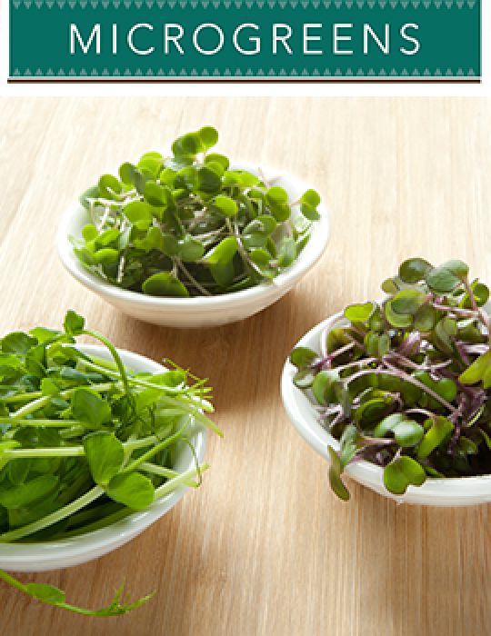 Microgreens Flavours of Eastern Europe