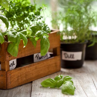 How to Harvest Herbs