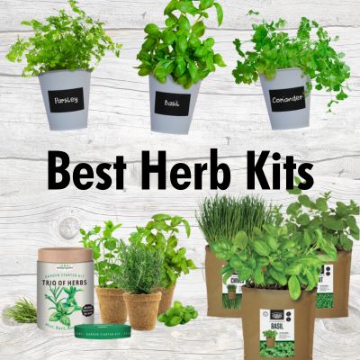 Best Herb Garden Kits