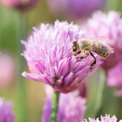 Bee kind and welcome pollinators into your garden