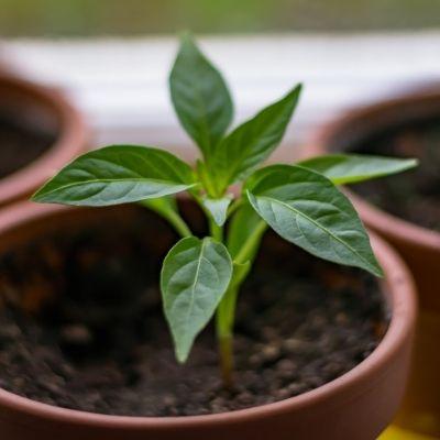 How To Grow Chillies