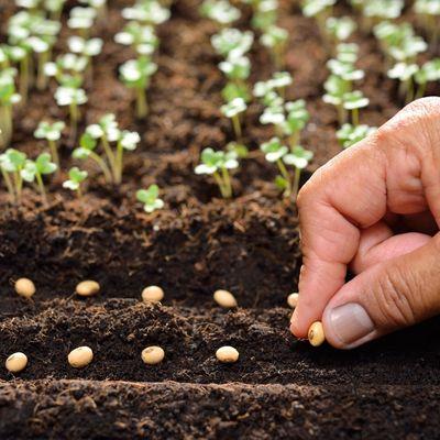 A Guide to Direct Sowing Seeds