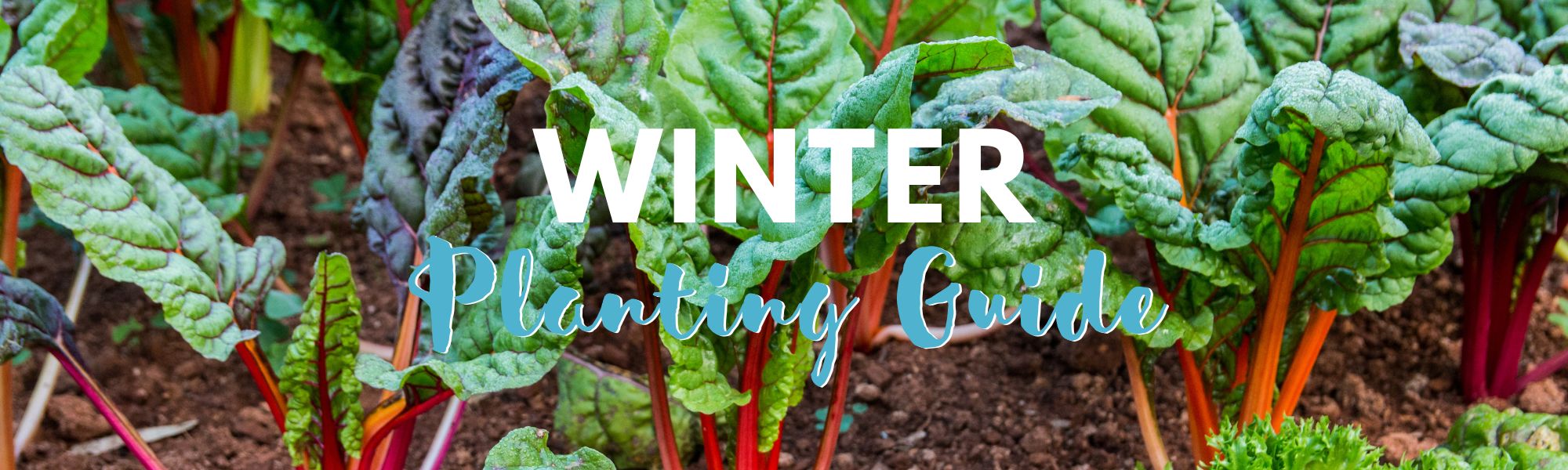 Winter Planting Guide