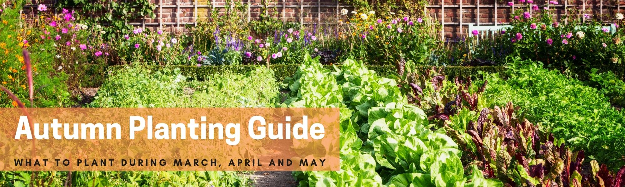 Autumn Sowing Guide