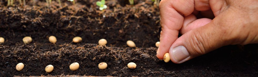 Guide to Direct Sowing Seeds