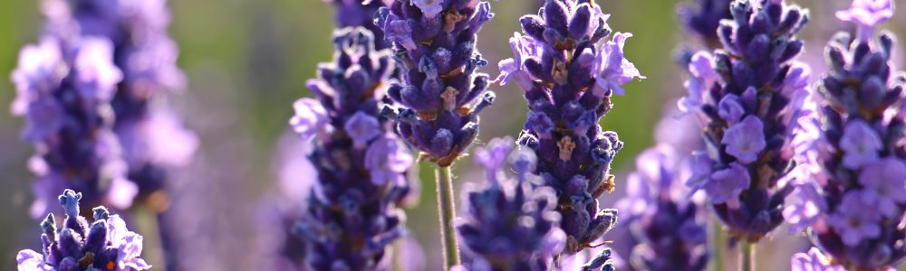 Lavender Flowers are edible