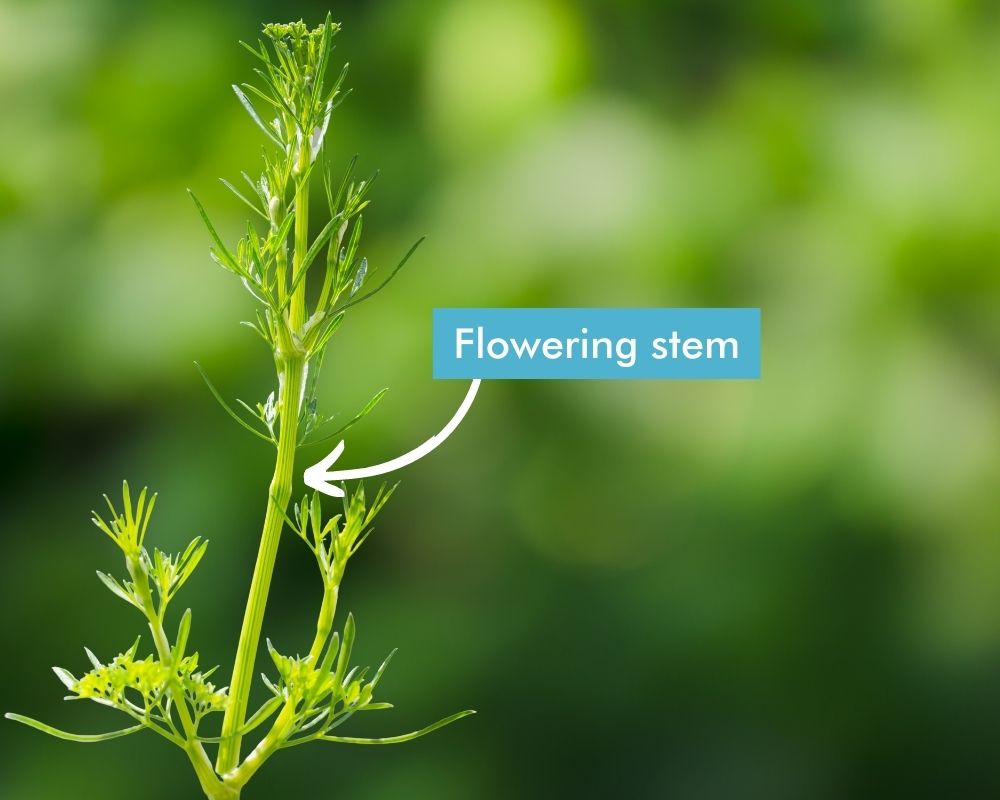 Flowering stem of a parsley plant showing thick stem and finer foliage