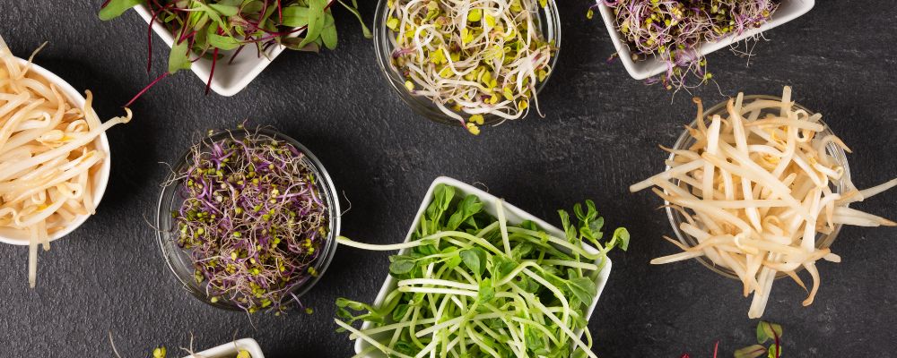 Sprouts and Microgreens